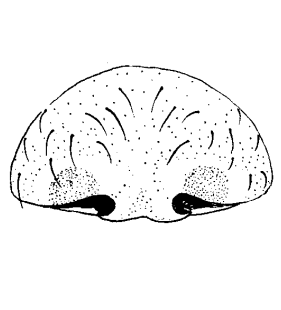 speciesimage