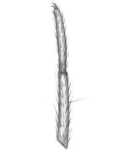 species