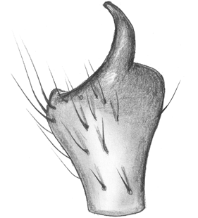 species