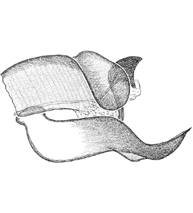 species