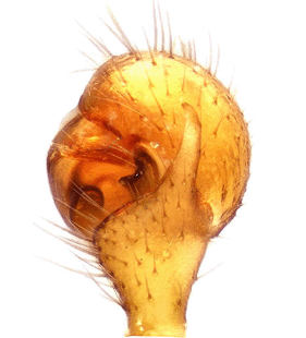 species