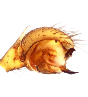 species