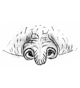 speciesimage