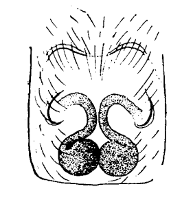 speciesimage