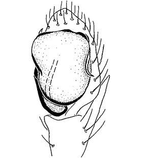 species