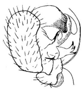 speciesimage