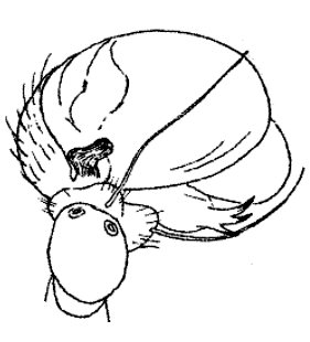 speciesimage
