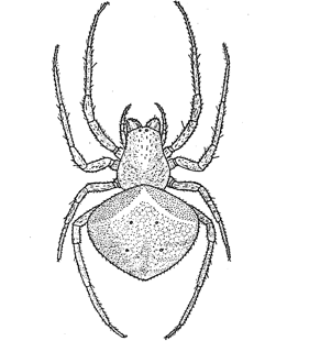 speciesimage