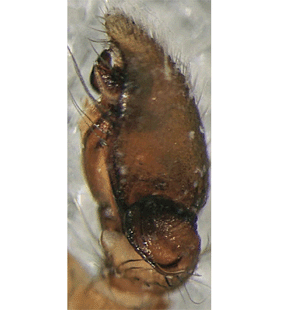 species