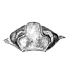 speciesimage