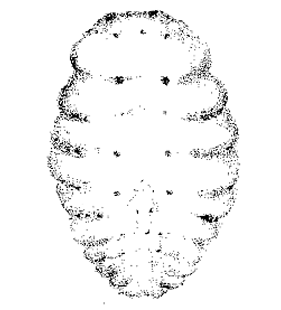 speciesimage