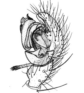 speciesimage