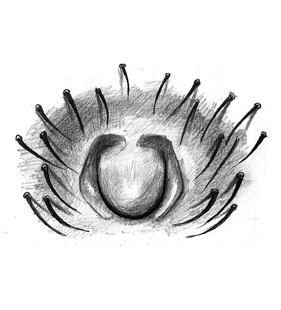 speciesimage