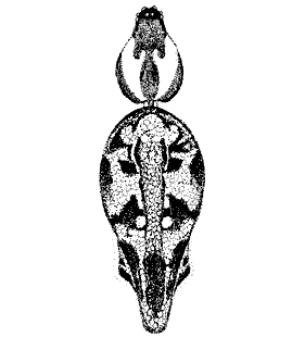 speciesimage