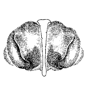 speciesimage
