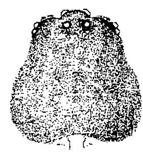 speciesimage