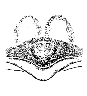 speciesimage