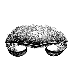 speciesimage