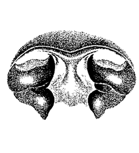 speciesimage
