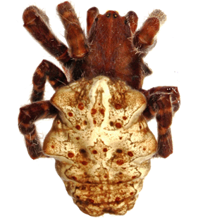 speciesimage