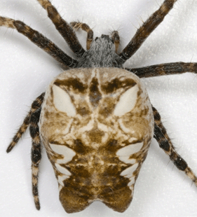 speciesimage