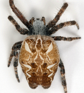 speciesimage