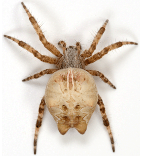 speciesimage