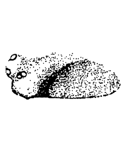 speciesimage