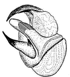 speciesimage