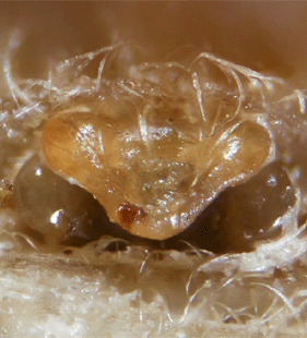 species
