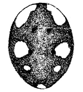 speciesimage