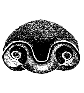 speciesimage