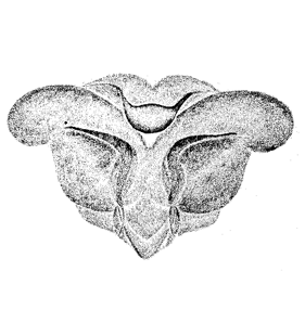 speciesimage