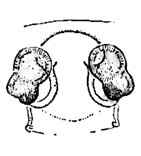 speciesimage