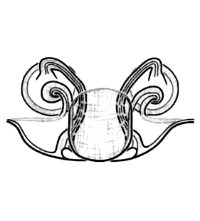 speciesimage