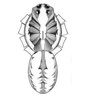 speciesimage