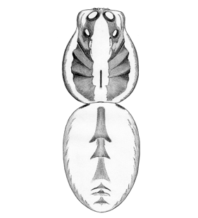 speciesimage