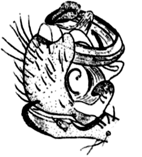 speciesimage