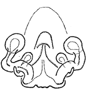 speciesimage