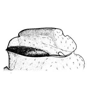 speciesimage