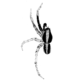 speciesimage