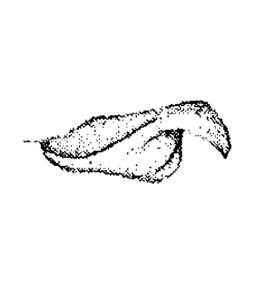 speciesimage