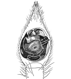 speciesimage