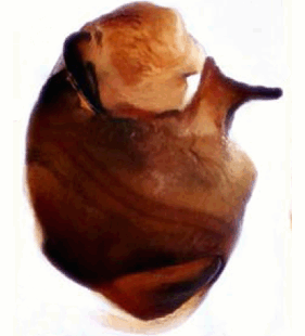 speciesimage