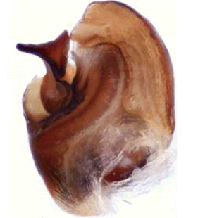 speciesimage