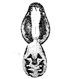 speciesimage