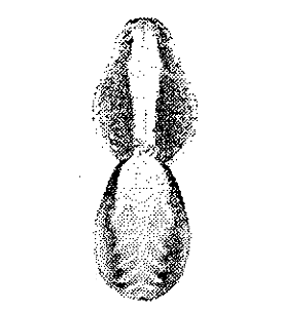 speciesimage