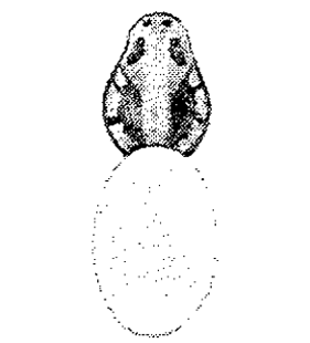 speciesimage