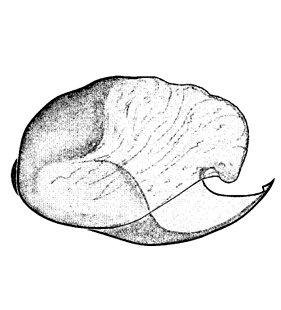 speciesimage