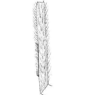 species